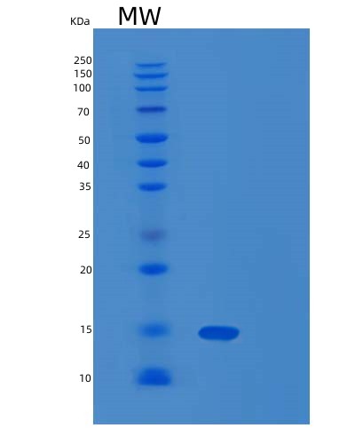 SDS-PAGE analysis of Human FKBP1A (Peptidyl-Prolyl Cis-Trans Isomerase Fkbp1A) - Recombinant Protein, CAT# BLT-01091P, showing >85% purity under 15% SDS-PAGE (Reduced)Human FKBP1A (Peptidyl-Prolyl Cis-Trans Isomerase Fkbp1A) - Recombinant Protein