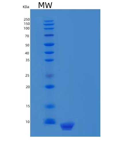 SDS-PAGE analysis of Human CXCL12 (Stromal Cell-Derived Factor 1) - Recombinant Protein, CAT# BLT-04568P, showing >85% purity under 15% SDS-PAGE (Reduced)Human CXCL12 (Stromal Cell-Derived Factor 1) - Recombinant Protein