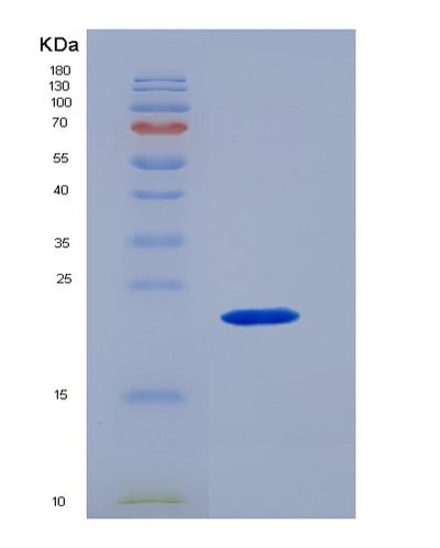 SDS-PAGE analysis of Human IL10 (Interleukin-10) - Recombinant Protein, CAT# BLT-04573P, showing >95% purity under 15% SDS-PAGE (Reduced)Human IL10 (Interleukin-10) - Recombinant Protein