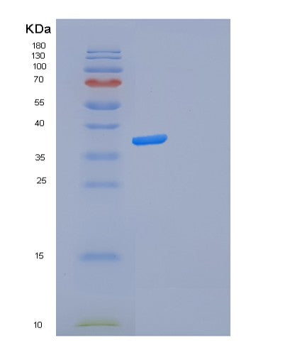 SDS-PAGE analysis of Human FOSL2 (Fos-Related Antigen 2) - Recombinant Protein, CATHuman FOSL2 (Fos-Related Antigen 2) - Recombinant Protein