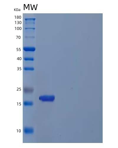 SDS-PAGE analysis of Human CDKN2C (Cyclin-Dependent Kinase 4 Inhibitor C) - Recombinant Protein, CAT# BLT-04584P, showing >95% purity under 15% SDS-PAGE (Reduced)Human CDKN2C (Cyclin-Dependent Kinase 4 Inhibitor C) - Recombinant Protein