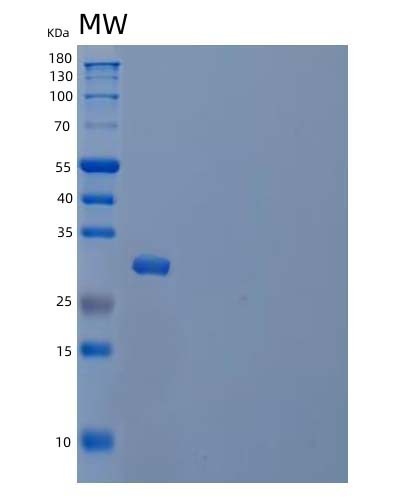 SDS-PAGE analysis of Human BDH2 (Dehydrogenase/Reductase Sdr Family Member 6) - Recombinant Protein, CAT# BLT-04606P, showing >90% purity under 15% SDS-PAGE (Reduced)Human BDH2 (Dehydrogenase/Reductase Sdr Family Member 6) - Recombinant Protein
