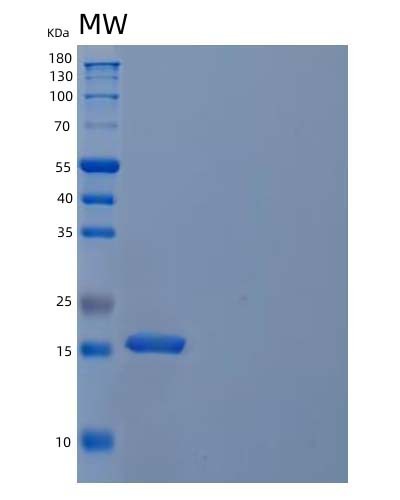 SDS-PAGE analysis of Human CST4 (Cystatin-S) - Recombinant Protein, CAT# BLT-04623P, showing >95% purity under 15% SDS-PAGE (Reduced)Human CST4 (Cystatin-S) - Recombinant Protein