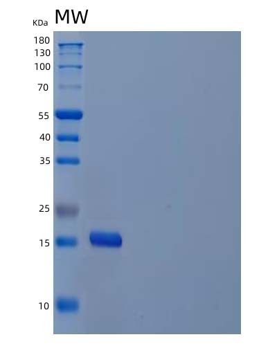 SDS-PAGE analysis of Human IL21 (Interleukin-21) - Recombinant Protein, CAT# BLT-04668P, showing >95% purity under 15% SDS-PAGE (Reduced)Human IL21 (Interleukin-21) - Recombinant Protein