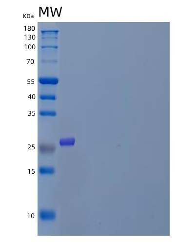SDS-PAGE analysis of Mouse M-CSF/CSF1 - Recombinant Protein, CAT# BLT-04682P, showing >85% purity under 15% SDS-PAGE (Reduced)Mouse M-CSF/CSF1 - Recombinant Protein