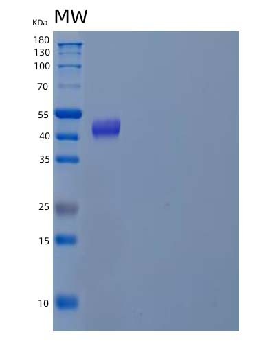 SDS-PAGE analysis of Human POLD2 (Dna Polymerase Delta Subunit 2) - Recombinant Protein, CATHuman POLD2 (Dna Polymerase Delta Subunit 2) - Recombinant Protein
