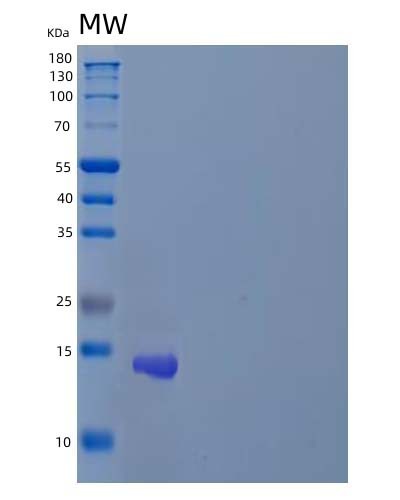 SDS-PAGE analysis of Human ZNF75A (Zinc Finger Protein 75A) - Recombinant Protein, CAT# BLT-04784P, showing >85% purity under 15% SDS-PAGE (Reduced)Human ZNF75A (Zinc Finger Protein 75A) - Recombinant Protein