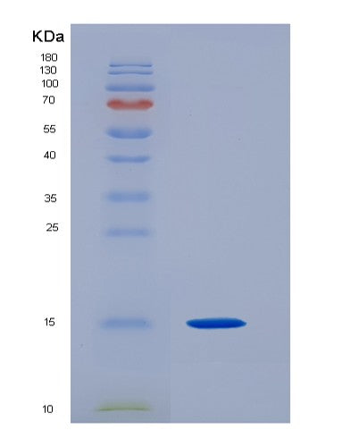SDS-PAGE analysis of Human EIF1B (Eukaryotic Translation Initiation Factor 1B) - Recombinant Protein, CATHuman EIF1B (Eukaryotic Translation Initiation Factor 1B) - Recombinant Protein