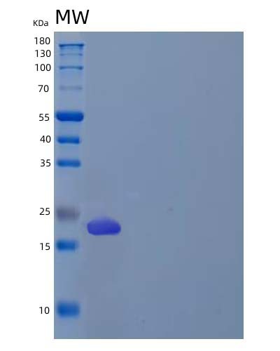 SDS-PAGE analysis of Human PRG2 (Bone Marrow Proteoglycan) - Recombinant Protein, CAT# BLT-04836P, showing >95% purity under 15% SDS-PAGE (Reduced)Human PRG2 (Bone Marrow Proteoglycan) - Recombinant Protein