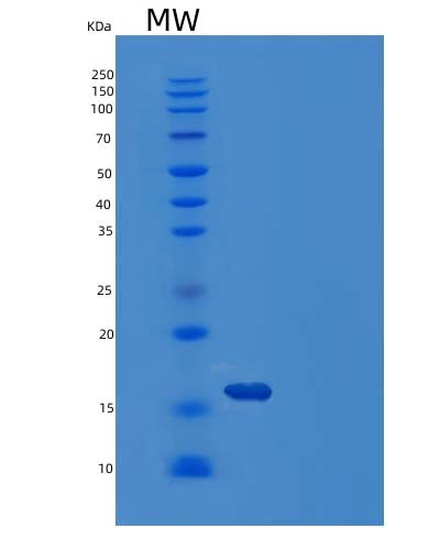 SDS-PAGE analysis of Human LGALS1 (Galectin-1) - Recombinant Protein, CAT# BLT-04920P, showing >95% purity under 15% SDS-PAGE (Reduced)Human LGALS1 (Galectin-1) - Recombinant Protein