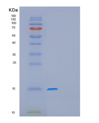 SDS-PAGE analysis of Human GAGE12F (G Antigen 12F) - Recombinant Protein, CAT# BLT-01139P, showing >95% purity under 15% SDS-PAGE (Reduced)Human GAGE12F (G Antigen 12F) - Recombinant Protein