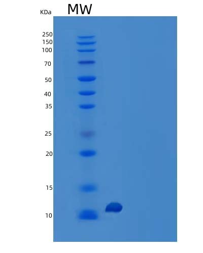 SDS-PAGE analysis of Human MLNR (Motilin Receptor) - Recombinant Protein, CAT# BLT-04941P, showing >95% purity under 15% SDS-PAGE (Reduced)Human MLNR (Motilin Receptor) - Recombinant Protein