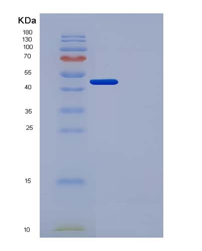 SDS-PAGE analysis of Human PLAU (Urokinase-Type Plasminogen Activator) - Recombinant Protein, CATHuman PLAU (Urokinase-Type Plasminogen Activator) - Recombinant Protein