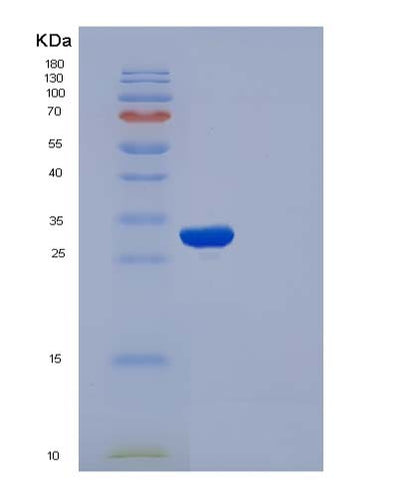 SDS-PAGE analysis of Human APOA1 (Apolipoprotein A-I) - Recombinant Protein, CAT# BLT-05024P, showing >85% purity under 15% SDS-PAGE (Reduced)Human APOA1 (Apolipoprotein A-I) - Recombinant Protein