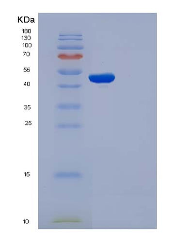 SDS-PAGE analysis of Mouse Cdc37 (Hsp90 Co-Chaperone Cdc37) - Recombinant Protein, CAT# BLT-05025P, showing >90% purity under 15% SDS-PAGE (Reduced)Mouse Cdc37 (Hsp90 Co-Chaperone Cdc37) - Recombinant Protein
