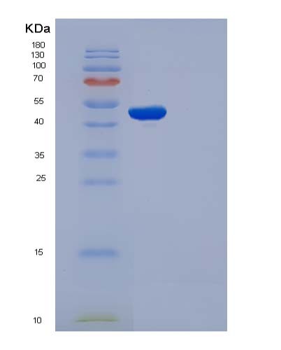SDS-PAGE analysis of Mouse Cdc37 (Hsp90 Co-Chaperone Cdc37) - Recombinant Protein, CATMouse Cdc37 (Hsp90 Co-Chaperone Cdc37) - Recombinant Protein