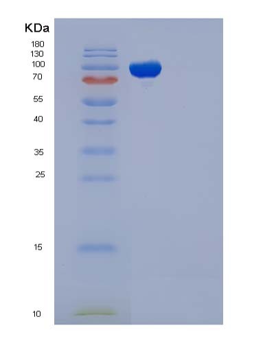 SDS-PAGE analysis of Mouse Icam1 (Intercellular Adhesion Molecule 1) - Recombinant Protein, CATMouse Icam1 (Intercellular Adhesion Molecule 1) - Recombinant Protein