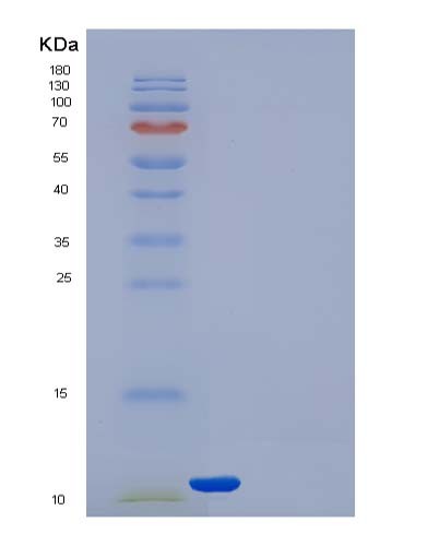 SDS-PAGE analysis of Human TXN (Thioredoxin) - Recombinant Protein, CATHuman TXN (Thioredoxin) - Recombinant Protein