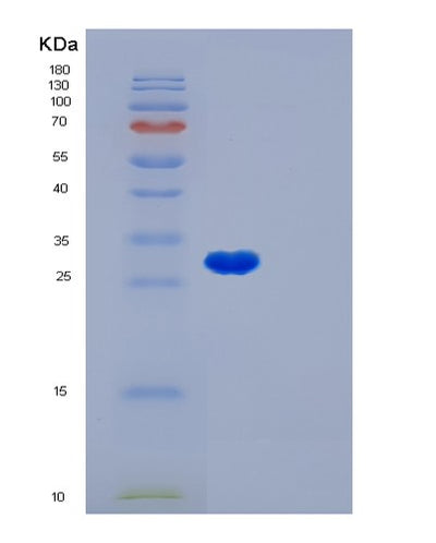 SDS-PAGE analysis of Human LGALS3 (Galectin-3) - Recombinant Protein, CAT# BLT-01145P, showing >95% purity under 15% SDS-PAGE (Reduced)Human LGALS3 (Galectin-3) - Recombinant Protein