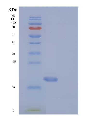 SDS-PAGE analysis of Human MAGOH (Protein Mago Nashi Homolog) - Recombinant Protein, CATHuman MAGOH (Protein Mago Nashi Homolog) - Recombinant Protein