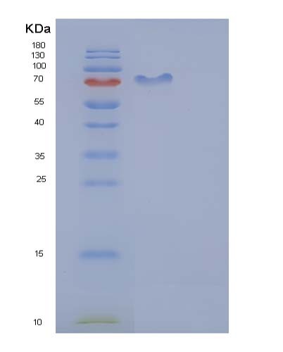 SDS-PAGE analysis of Mouse Cdc37 (Hsp90 Co-Chaperone Cdc37) - Recombinant Protein, CATMouse Cdc37 (Hsp90 Co-Chaperone Cdc37) - Recombinant Protein