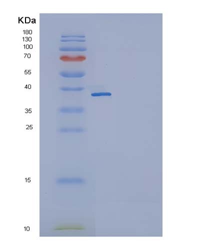 SDS-PAGE analysis of Mouse Il11 (Interleukin-11) - Recombinant Protein, CATMouse Il11 (Interleukin-11) - Recombinant Protein