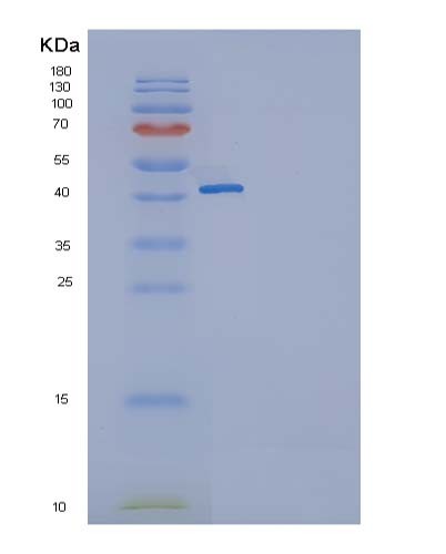 SDS-PAGE analysis of Human TNFRSF18 (Tumor Necrosis Factor Receptor Superfamily Member 18) - Recombinant Protein, CATHuman TNFRSF18 (Tumor Necrosis Factor Receptor Superfamily Member 18) - Recombinant Protein