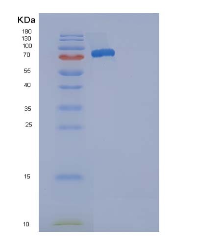 SDS-PAGE analysis of Mouse Selenop (Selenoprotein P) - Recombinant Protein, CATMouse Selenop (Selenoprotein P) - Recombinant Protein
