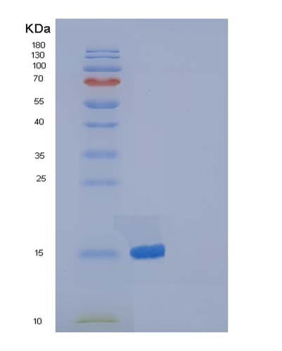 SDS-PAGE analysis of Mouse Ptn (Pleiotrophin) - Recombinant Protein, CAT# BLT-05084P, showing >90% purity under 15% SDS-PAGE (Reduced)Mouse Ptn (Pleiotrophin) - Recombinant Protein