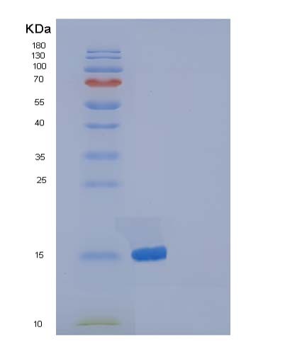 SDS-PAGE analysis of Mouse Ptn (Pleiotrophin) - Recombinant Protein, CATMouse Ptn (Pleiotrophin) - Recombinant Protein