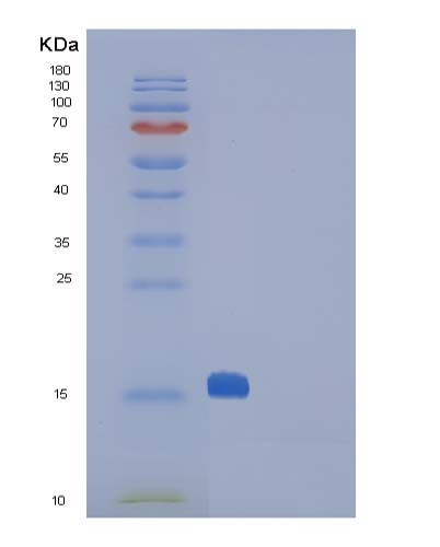 SDS-PAGE analysis of Mouse Ctla4 (Cytotoxic T-Lymphocyte Protein 4) - Recombinant Protein, CATMouse Ctla4 (Cytotoxic T-Lymphocyte Protein 4) - Recombinant Protein