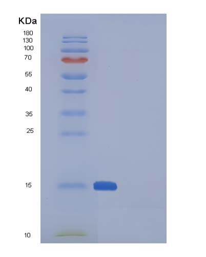 SDS-PAGE analysis of Human SNCA (Alpha-Synuclein) - Recombinant Protein, CATHuman SNCA (Alpha-Synuclein) - Recombinant Protein