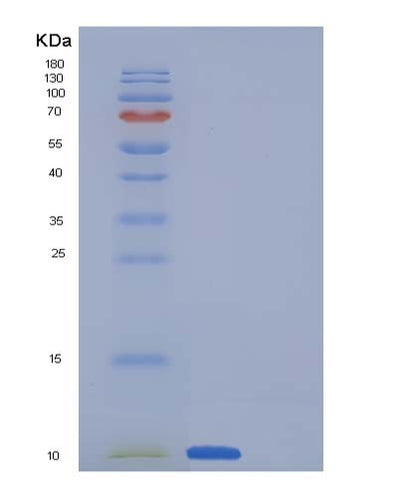 SDS-PAGE analysis of Human SCGB1A1 (Uteroglobin) - Recombinant Protein, CAT# BLT-05100P, showing >95% purity under 15% SDS-PAGE (Reduced)Human SCGB1A1 (Uteroglobin) - Recombinant Protein