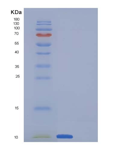 SDS-PAGE analysis of Human SCGB1A1 (Uteroglobin) - Recombinant Protein, CATHuman SCGB1A1 (Uteroglobin) - Recombinant Protein