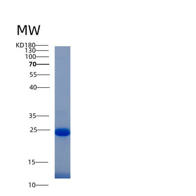 SDS-PAGE analysis of Human IFI30 (Gamma-Interferon-Inducible Lysosomal Thiol Reductase) - Recombinant Protein, CAT# BLT-05336P, showing >90% purity under 15% SDS-PAGE (Reduced)Human IFI30 (Gamma-Interferon-Inducible Lysosomal Thiol Reductase) - Recombinant Protein
