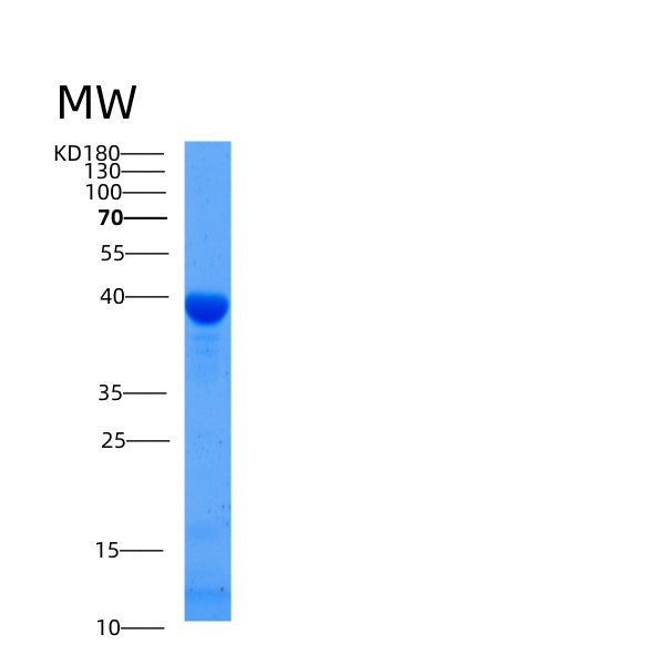 SDS-PAGE analysis of Mouse Gfod2 (Glucose-Fructose Oxidoreductase Domain-Containing Protein 2) - Recombinant Protein, CATMouse Gfod2 (Glucose-Fructose Oxidoreductase Domain-Containing Protein 2) - Recombinant Protein