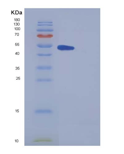 SDS-PAGE analysis of Mouse Metap2 (Methionine Aminopeptidase 2) - Recombinant Protein, CATMouse Metap2 (Methionine Aminopeptidase 2) - Recombinant Protein