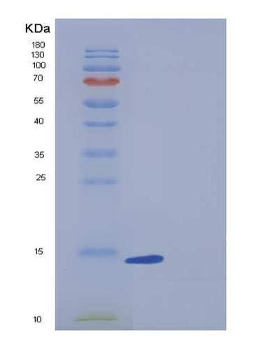 SDS-PAGE analysis of Human FABP7 (Fatty Acid-Binding Protein, Brain) - Recombinant Protein, CAT# BLT-05363P, showing >90% purity under 15% SDS-PAGE (Reduced)Human FABP7 (Fatty Acid-Binding Protein, Brain) - Recombinant Protein