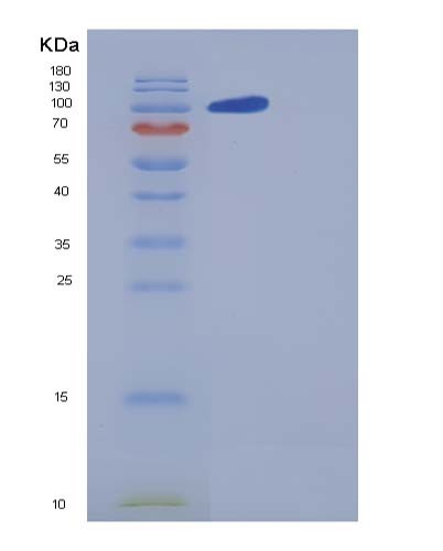 SDS-PAGE analysis of Human CNTN5 (Contactin-5) - Recombinant Protein, CATHuman CNTN5 (Contactin-5) - Recombinant Protein
