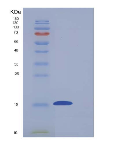 SDS-PAGE analysis of Mouse Cd7 (T-Cell Antigen Cd7) - Recombinant Protein, CAT# BLT-05368P, showing >95% purity under 15% SDS-PAGE (Reduced)Mouse Cd7 (T-Cell Antigen Cd7) - Recombinant Protein