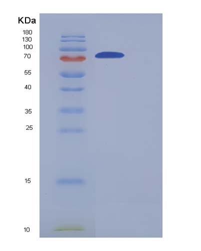 SDS-PAGE analysis of Human COLGALT2 (Procollagen Galactosyltransferase 2) - Recombinant Protein, CATHuman COLGALT2 (Procollagen Galactosyltransferase 2) - Recombinant Protein
