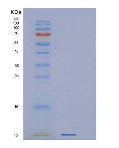 SDS-PAGE analysis of Human GNG13 (Guanine Nucleotide-Binding Protein G(I)/G(S)/G(O) Subunit Gamma-13) - Recombinant Protein, CATHuman GNG13 (Guanine Nucleotide-Binding Protein G(I)/G(S)/G(O) Subunit Gamma-13) - Recombinant Protein