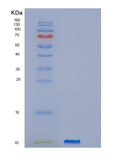 SDS-PAGE analysis of Human GNG4 (Guanine Nucleotide-Binding Protein G(I)/G(S)/G(O) Subunit Gamma-4) - Recombinant Protein, CAT# BLT-01242P, showing >95% purity under 15% SDS-PAGE (Reduced)Human GNG4 (Guanine Nucleotide-Binding Protein G(I)/G(S)/G(O) Subunit Gamma-4) - Recombinant Protein
