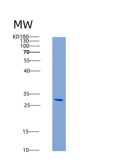 SDS-PAGE analysis of Human ACRV1 (Acrosomal Protein Sp-10) - Recombinant Protein, CAT# BLT-06857P, showing >85% purity under 15% SDS-PAGE (Reduced)Human ACRV1 (Acrosomal Protein Sp-10) - Recombinant Protein