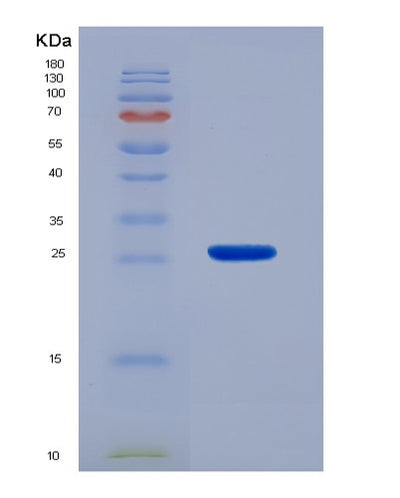 SDS-PAGE analysis of Human LGALS3 (Galectin-3) - Recombinant Protein, CAT# BLT-07136P, showing >95% purity under 15% SDS-PAGE (Reduced)Human LGALS3 (Galectin-3) - Recombinant Protein