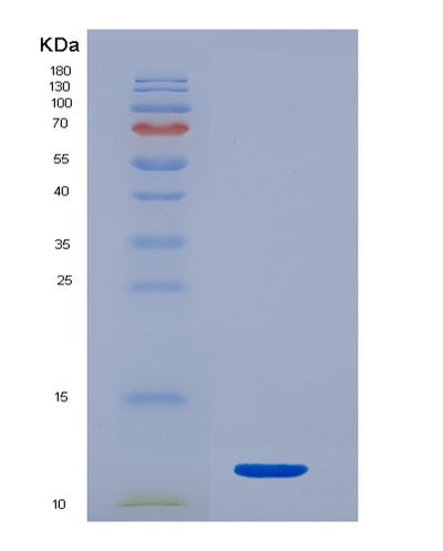 SDS-PAGE analysis of Human CALCA (Calcitonin) - Recombinant Protein, CAT# BLT-07143P, showing >95% purity under 15% SDS-PAGE (Reduced)Human CALCA (Calcitonin) - Recombinant Protein