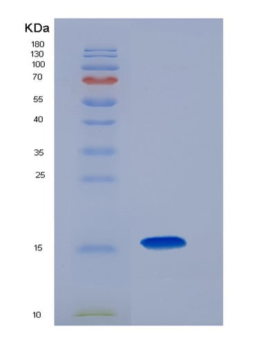 SDS-PAGE analysis of Mouse Ccl28 (C-C Motif Chemokine 28) - Recombinant Protein, CAT# BLT-07145P, showing >95% purity under 15% SDS-PAGE (Reduced)Mouse Ccl28 (C-C Motif Chemokine 28) - Recombinant Protein