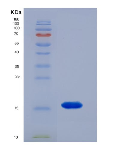 SDS-PAGE analysis of Human TAFA2 (Chemokine-Like Protein Tafa-2) - Recombinant Protein, CAT# BLT-07147P, showing >95% purity under 15% SDS-PAGE (Reduced)Human TAFA2 (Chemokine-Like Protein Tafa-2) - Recombinant Protein