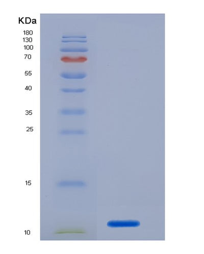 SDS-PAGE analysis of Human PECAM1 (Platelet Endothelial Cell Adhesion Molecule) - Recombinant Protein, CAT# BLT-07190P, showing >90% purity under 15% SDS-PAGE (Reduced)Human PECAM1 (Platelet Endothelial Cell Adhesion Molecule) - Recombinant Protein