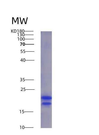 SDS-PAGE analysis of Human VEGFA (Vascular Endothelial Growth Factor A, Long Form) - Recombinant Protein, CAT# BLT-07194P, showing >95% purity under 15% SDS-PAGE (Reduced)Human VEGFA (Vascular Endothelial Growth Factor A, Long Form) - Recombinant Protein